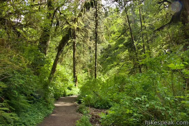 Munson Creek Falls Trail