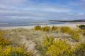 Whalen Island Dune Goldenrod