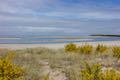 Whalen Island Dune Goldenrod