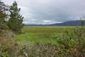 Whalen Island Lillian Parker Craft Wetland