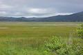 Whalen Island Lillian Parker Craft Wetland