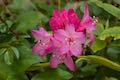 Whalen Island Rhododendron