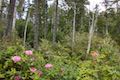 Whalen Island Rhododendron