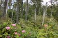 Whalen Island Rhododendron