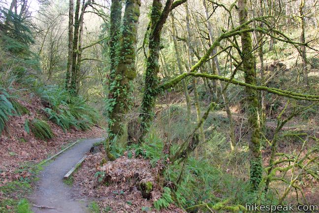 Alder Trail Forest Park