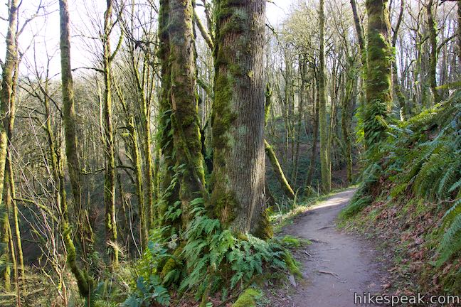 Alder Trail Forest Park