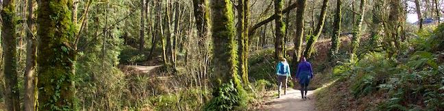 Dogwood Trail Alder Trail Loop Keil Trail Leif Erikson Drive Wildwood Trail Hike Forest Park Portland Oregon