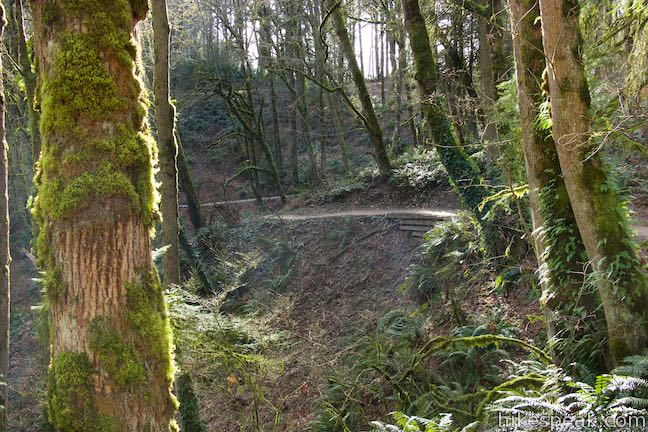 Alder Trail Forest Park