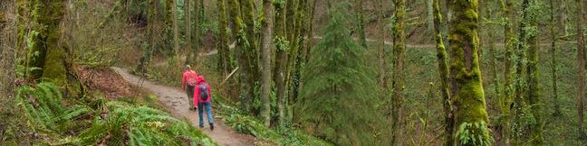 Holman Lane Loop Hike Wildwood Trail Birch Trail Loop Forest Park Portland Oregon Birch Trailhead