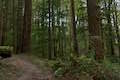 Wildwood Trail Aspen Trail Forest Park