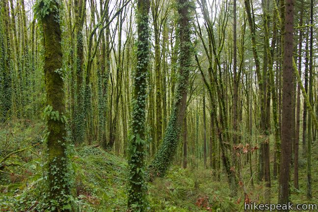 Wildwood Trail Ferns Forest Park