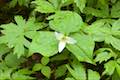 Trillium Wildflower