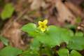 Yellow Violet Wildflower Forest Park