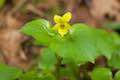 Yellow Violet Wildflower Forest Park