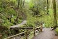 Balch Creek Bridge Wildwood Trail