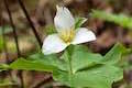 Wildwood Trail Trillium