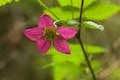 Salmonberry Wildflower