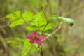 Salmonberry Wildflower