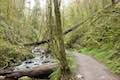 Wildwood Trail Balch Creek