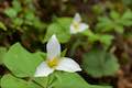 Wildwood Trail Trillium