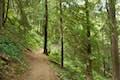 Upper Macleay Trail Forest Park