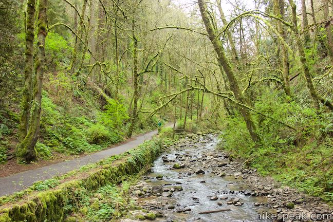 Balch Creek Lower Macleay Trail