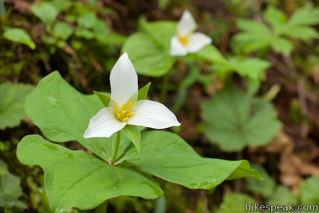 Trillium Wildflower Forest Park