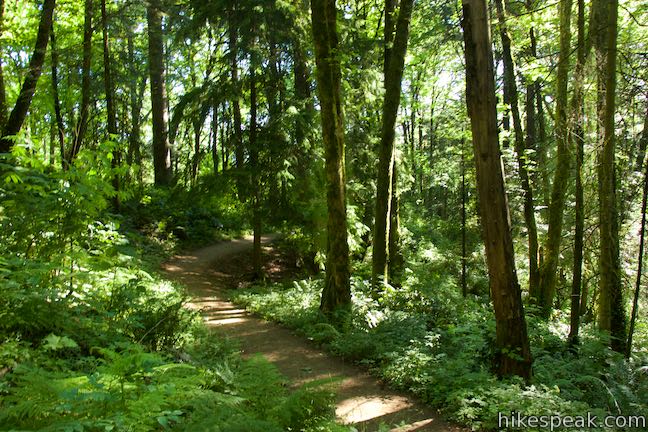 Dogwood Trail Forest Park