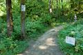 Wild Cherry Trail Forest Park