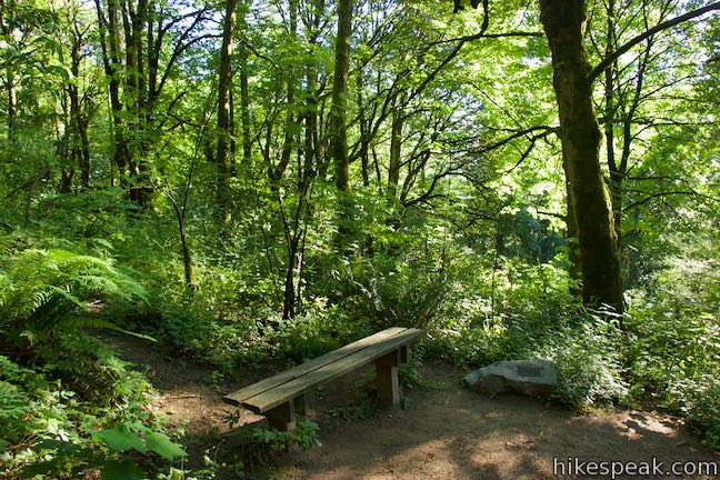 Wild Cherry Trail Forest Park