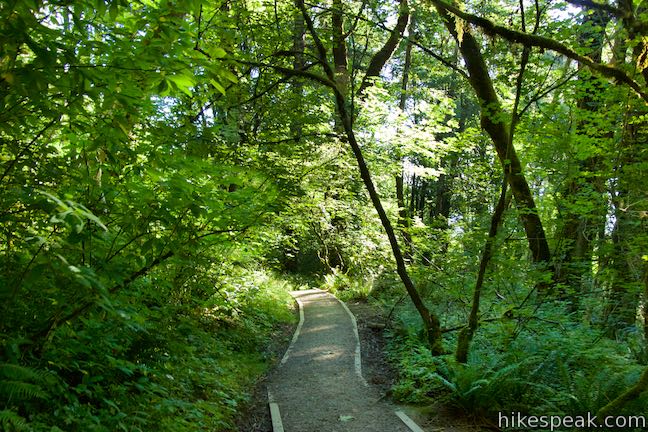 Wild Cherry Trail Forest Park