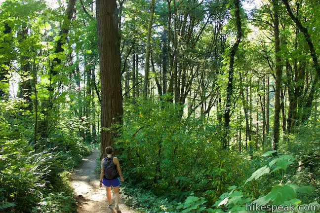 Wild Cherry Trail Forest Park