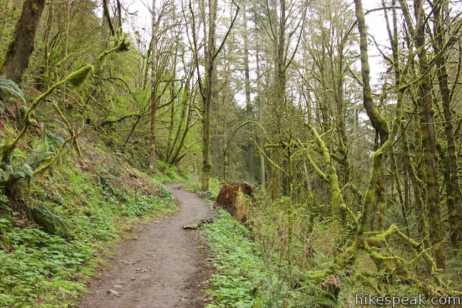 Wildwood Trail Forest Park