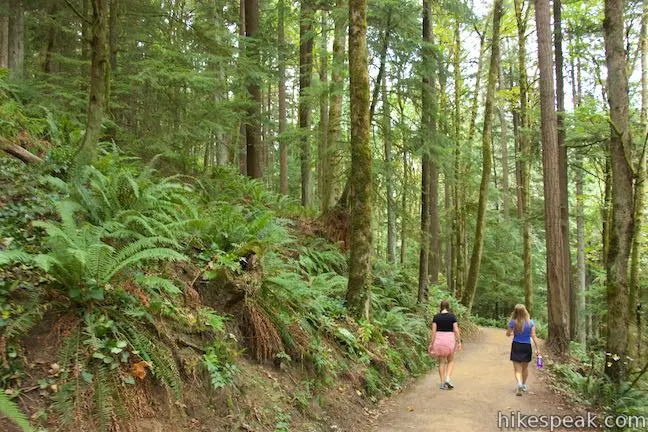 Wildwood Trail Forest Park