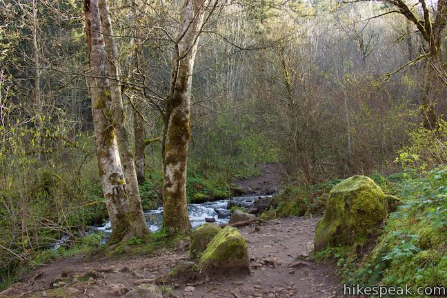 Angel's Rest Trail Coopey Creek Columbia River Gorge