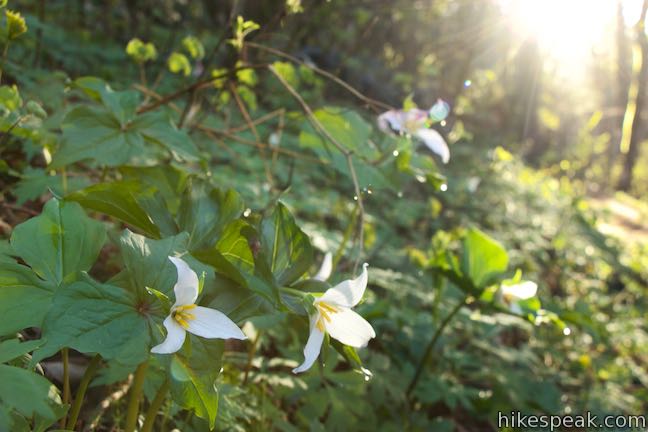 Angel's Rest Trail Trillium Flowers