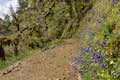 Eagle Creek Trail Wildflowers