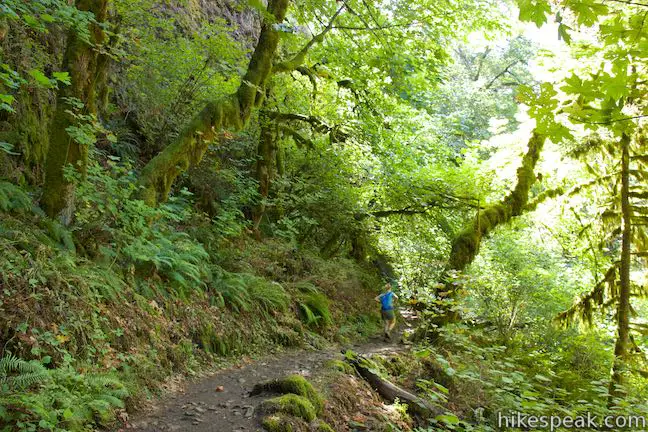 Horsetail Falls Trail Hike