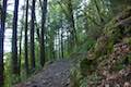 Horsetail Falls Trail