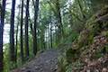 Horsetail Falls Trail