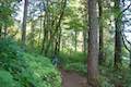 Horsetail Falls Trail