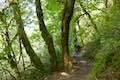 Horsetail Falls Trail