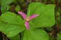 Trillium