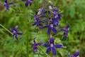 Larkspur Wildflower