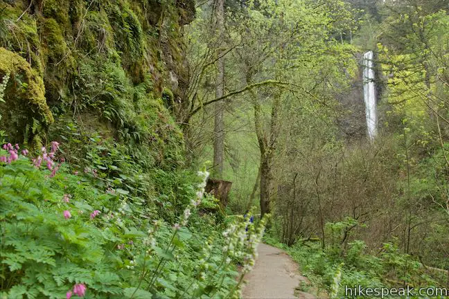 Latourell Falls Hike Oregon