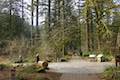 Stone Circle Junction Silver Falls State Park