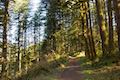 Maple Ridge Trail Silver Falls State Park
