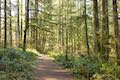 Maple Ridge Trail Silver Falls Oregon