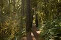 Maple Ridge Trail Silver Falls Oregon