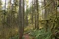 Maple Ridge Trail Bench